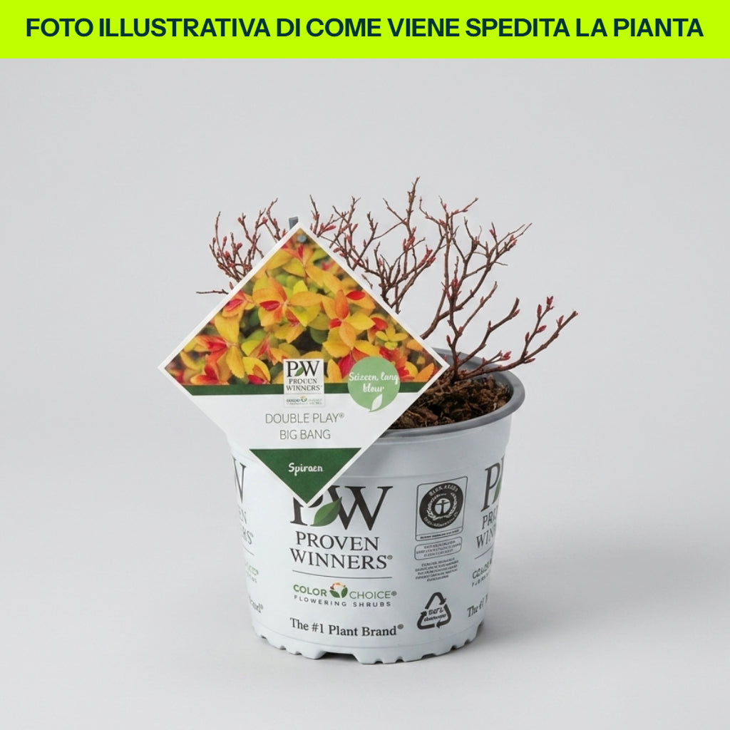 Guzmania Yeltix en pot de 12 cm