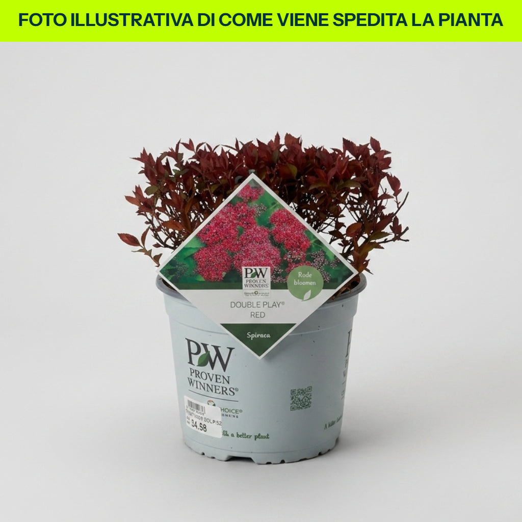 Guzmania Yeltix en pot de 12 cm
