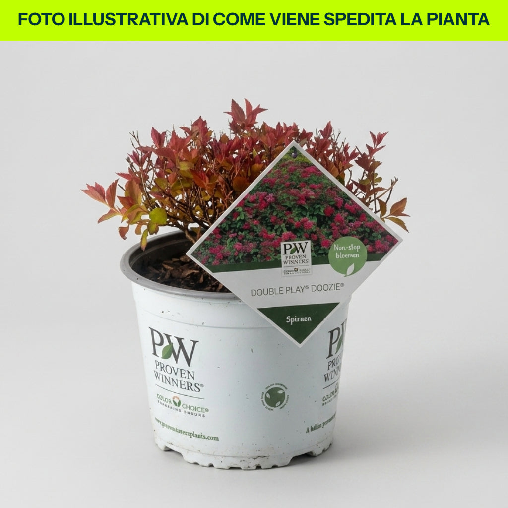Guzmania Yeltix en pot de 12 cm