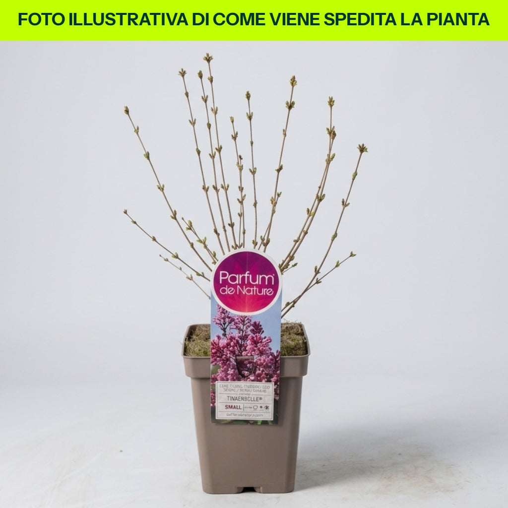 Guzmania Yeltix en pot de 12 cm