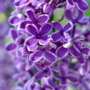 Syringa Nana Dark Purple in Vaso da 21cm