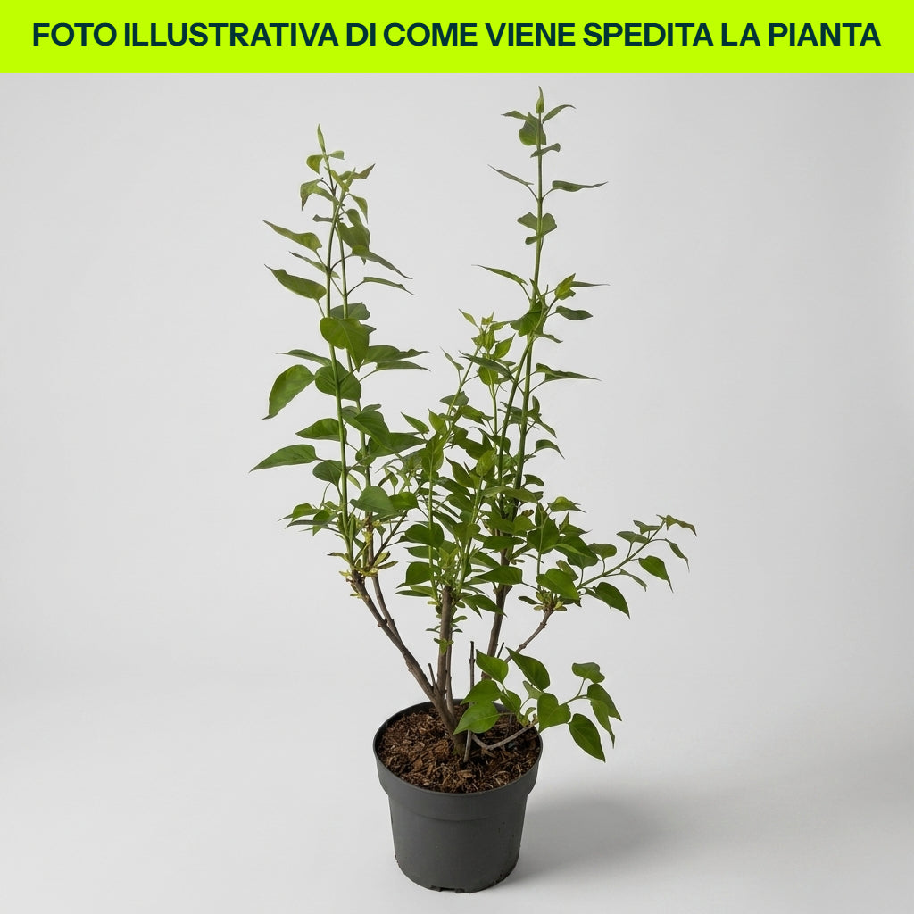 Syringa Znamya Lenina in Vaso da 19cm