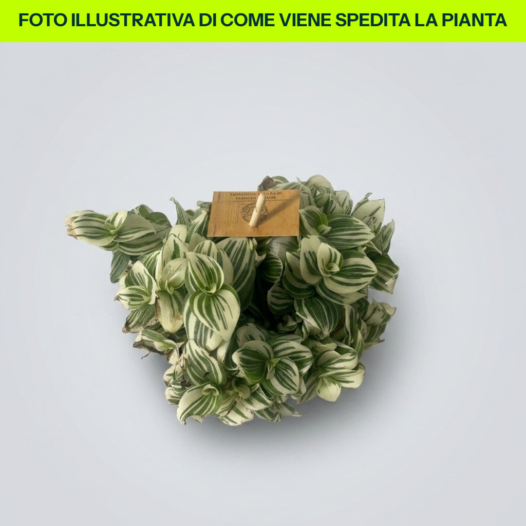 Guzmania Yeltix im 12-cm-Topf