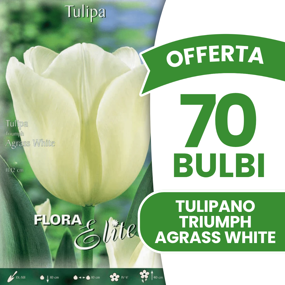 OFFERTA 70 BULBI DI TULIPANO TRIUMPH AGRASS WHITE