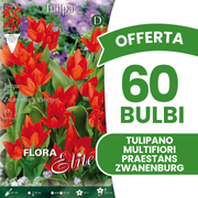 TULIPE MULTIFLEURS PRAESTANS ZWANENBURG (PAQUET DE 10 BULBES)