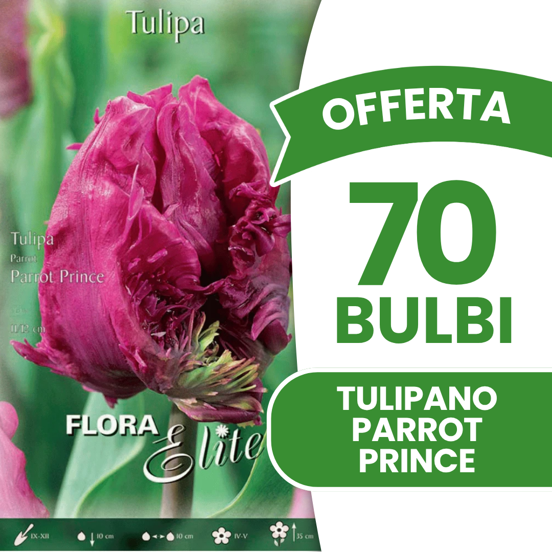 OFFERTA 70 BULBI DI TULIPANO PARROT PRINCE
