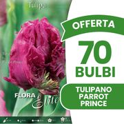 PARROT PRINCE TULPE (7ER-PACKUNG)