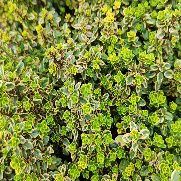 ZITRONEN-THYMIAN IM 14-CM-TOPF