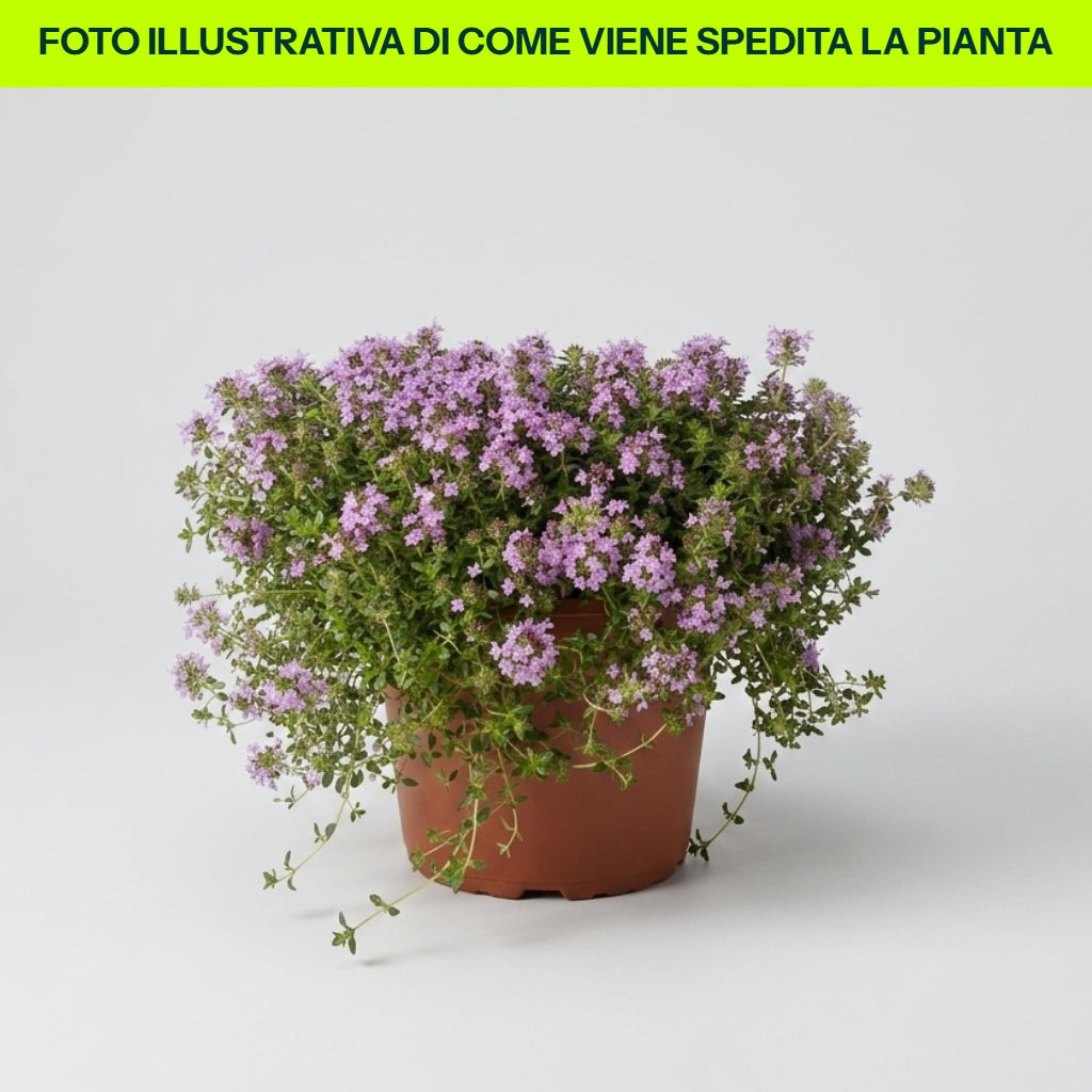 TIMO SERPILLO IN VASO 17CM