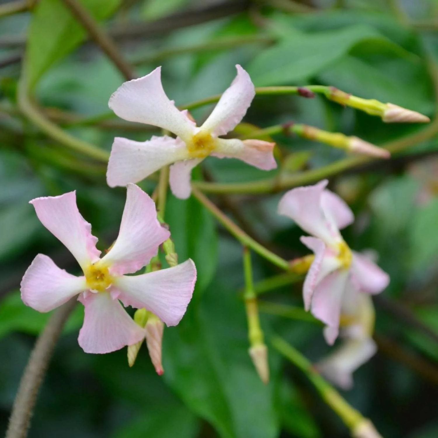 Trachelospermum Rose in vaso da 18cm