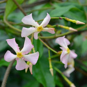Trachelospermum Rose in vaso da 18cm