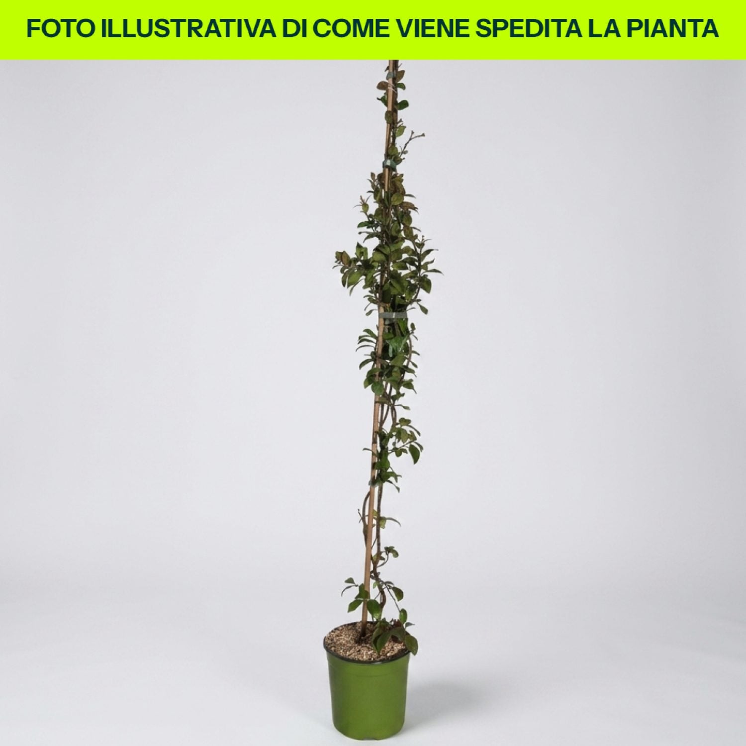 Trachelospermum Rose in vaso da 18cm