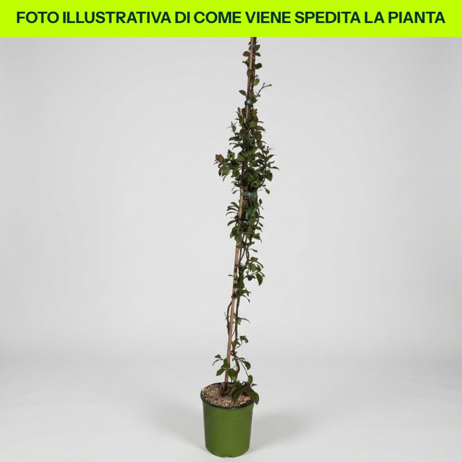 Trachelospermum Christabel Bielenberg in vaso da 18cm