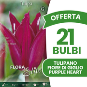 Offerta 21 Bulbi di Tulipano Fiore di Giglio Purple Heart