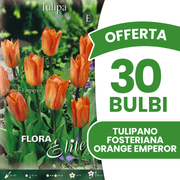 Offerta 30 Bulbi di Tulipano Fosteriana Orange Emperor