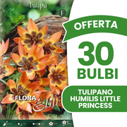 Offerta 30 Bulbi di Tulipano Humilis Little Princess