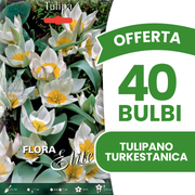Offerta 40 Bulbi di Tulipano Turkestanica