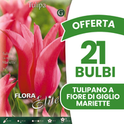Offerta 21 Bulbi Tulipano a Fiore di Giglio Mariette