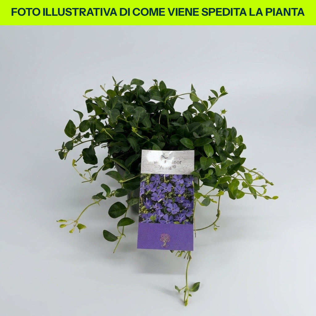 VINCA MINOR IN VASO 15CM