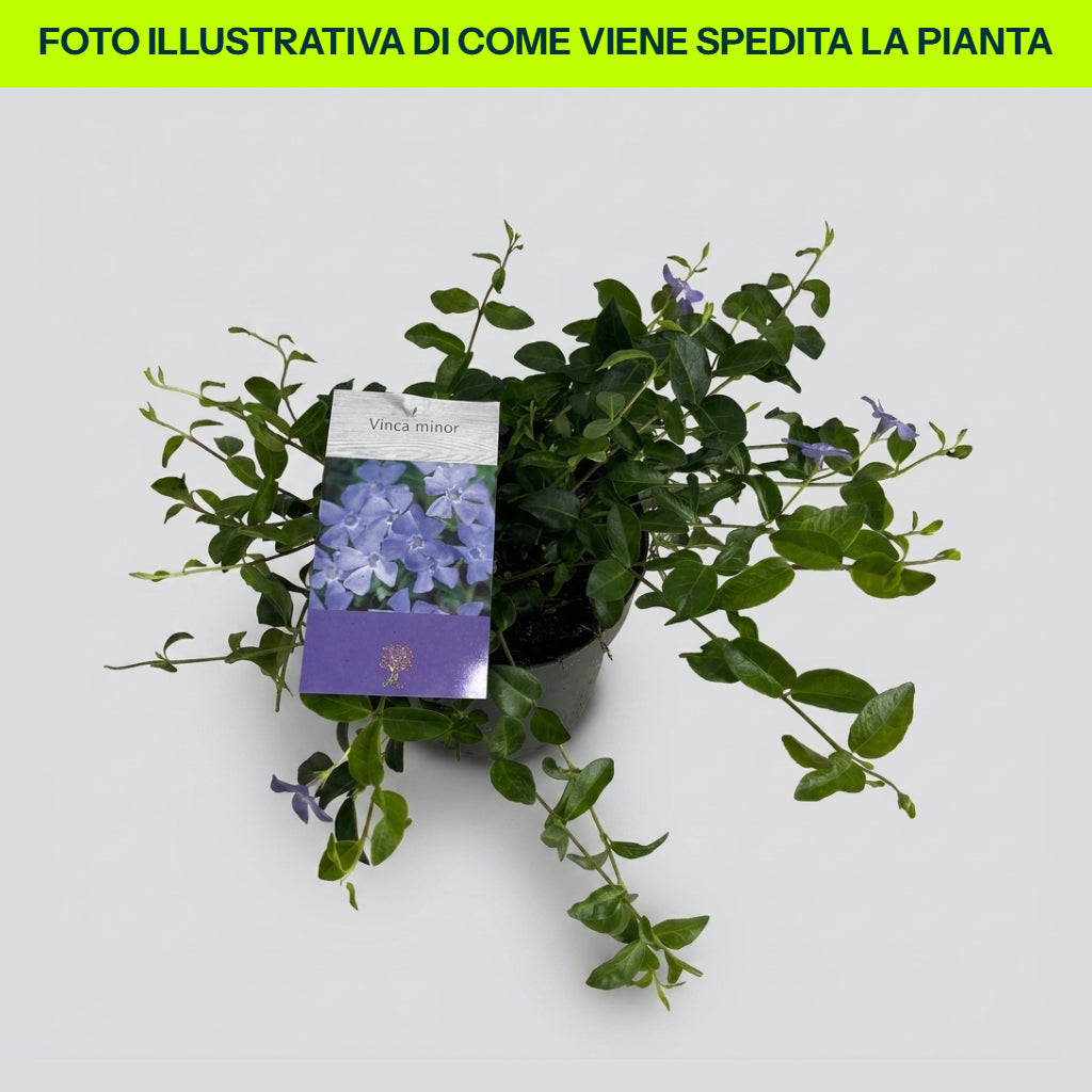VINCA MINOR BLUE IN VASO 17CM