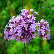 Verbena Bonariensis Lollipop in Vaso da 21cm