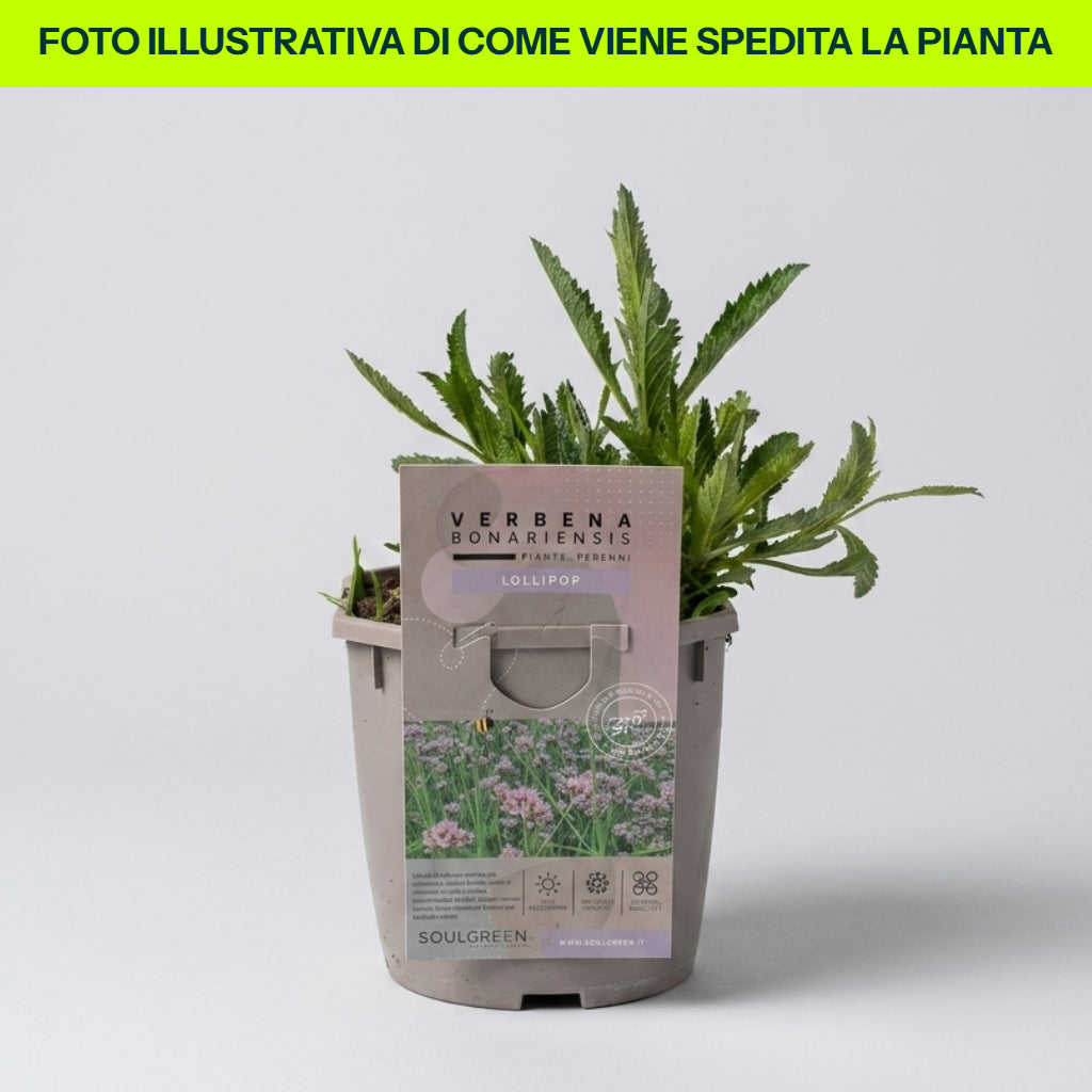 Verbena Bonariensis Lollipop in Vaso da 21cm