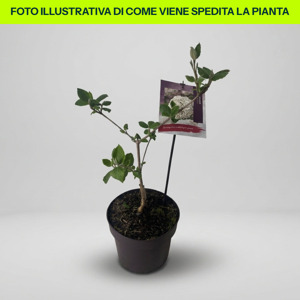 Guzmania Yeltix im 12-cm-Topf