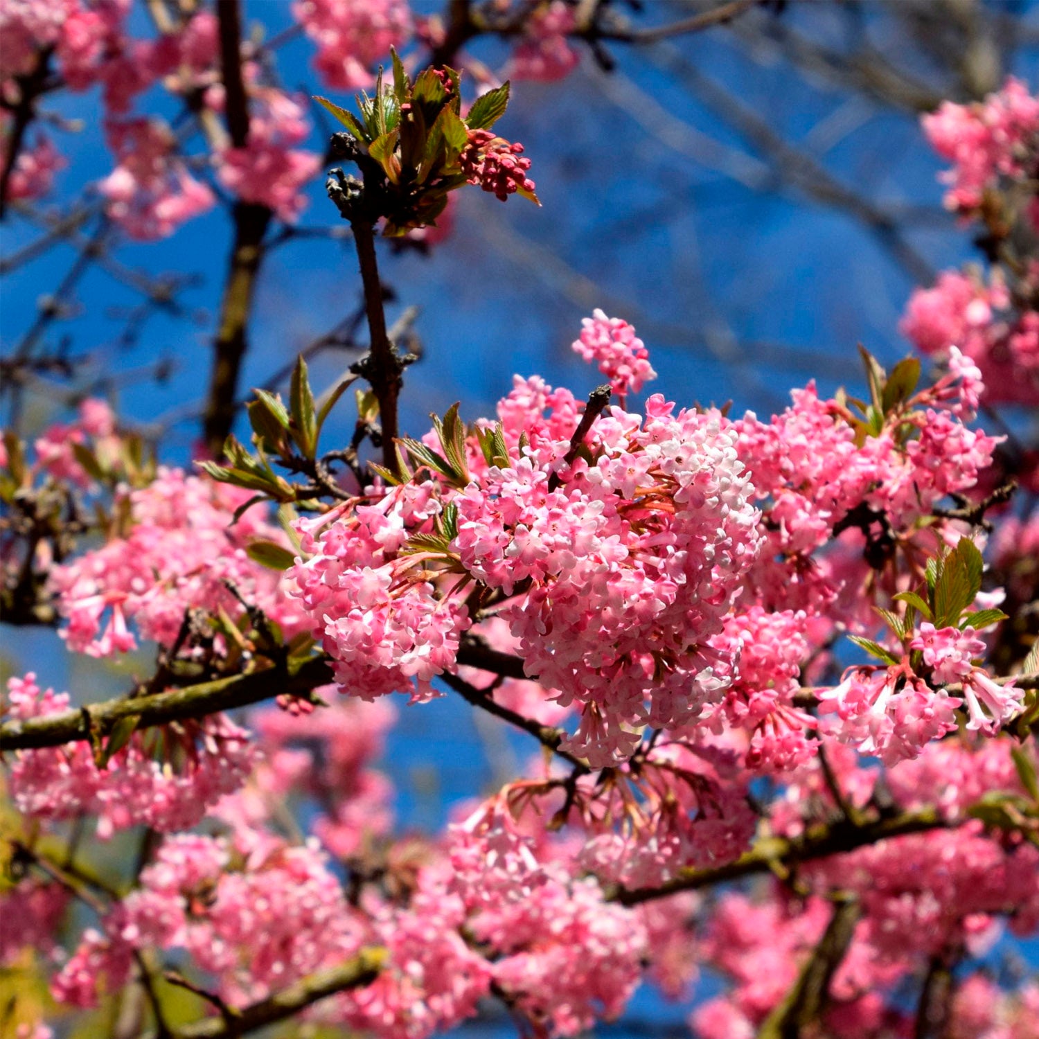 Viburnum Bodnantense Charles Lamont in Vaso da 15cm