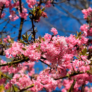 Viburnum Bodnantense Charles Lamont in Vaso da 15cm