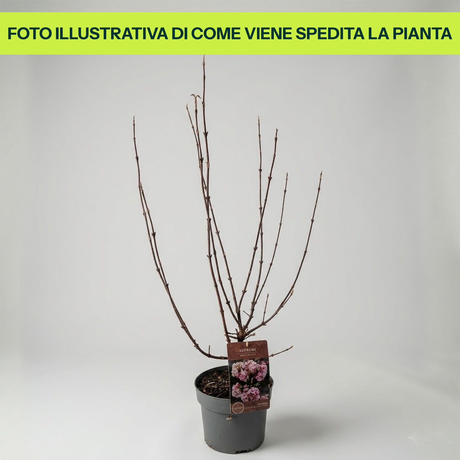 Viburnum Bodnantense Charles Lamont in Vaso da 15cm