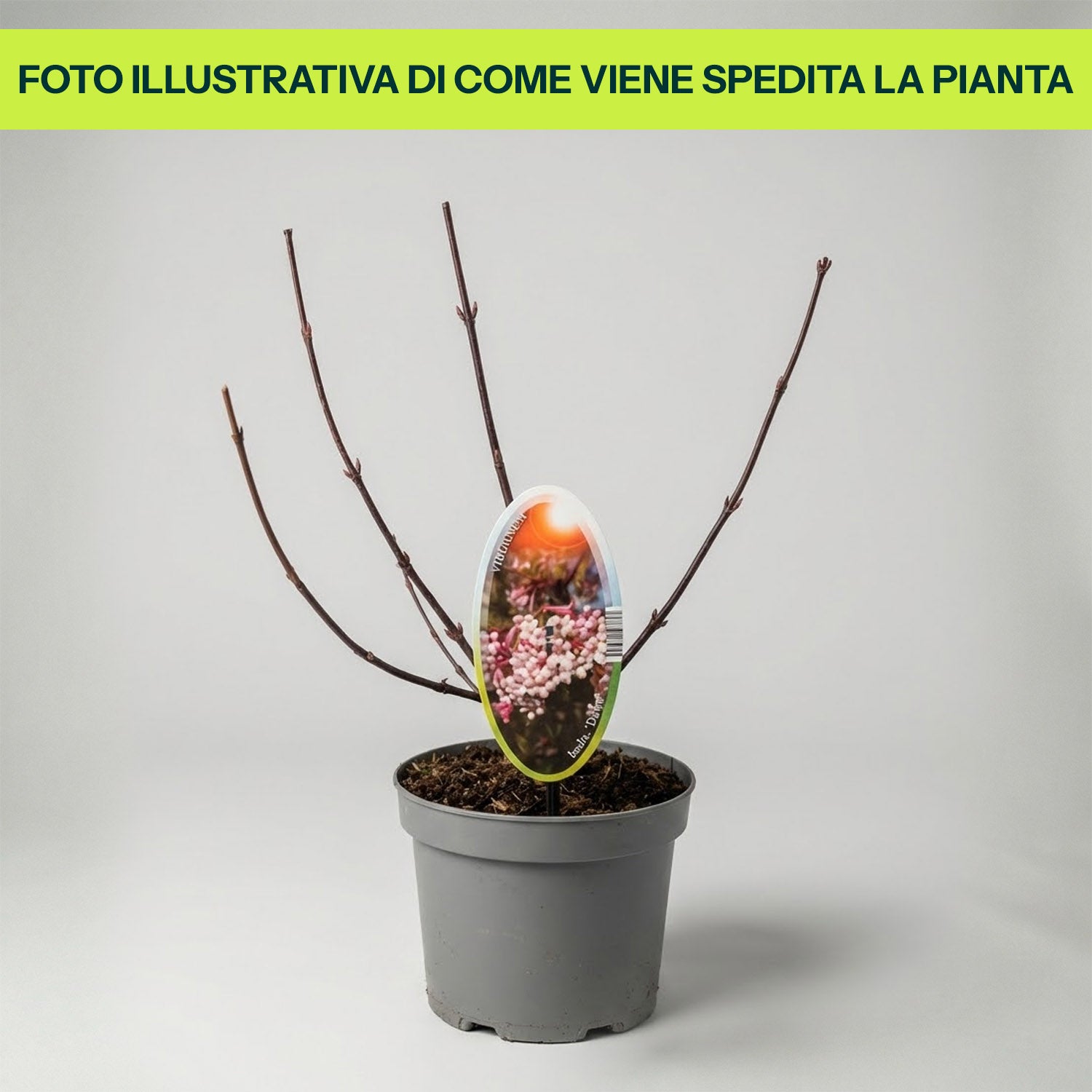 Viburnum Bodnantense Dawn in Vaso da 15cm
