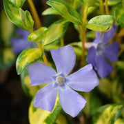 Vinca Minor Illumination in Vaso da 18cm