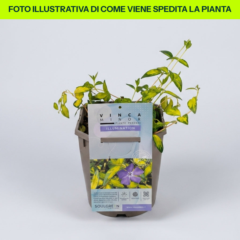 Vinca Minor Illumination in Vaso da 18cm