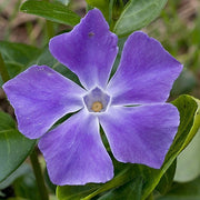 VINCA MAJOR CLAYETTE VASCHETTA DA 6 PIANTINI IN VASETTI 9CM