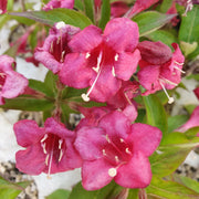 Weigela Bristol Ruby in Vaso da 15cm