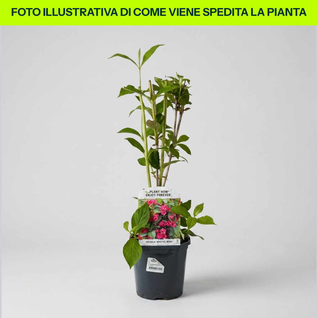 Weigela Bristol Ruby in Vaso da 15cm