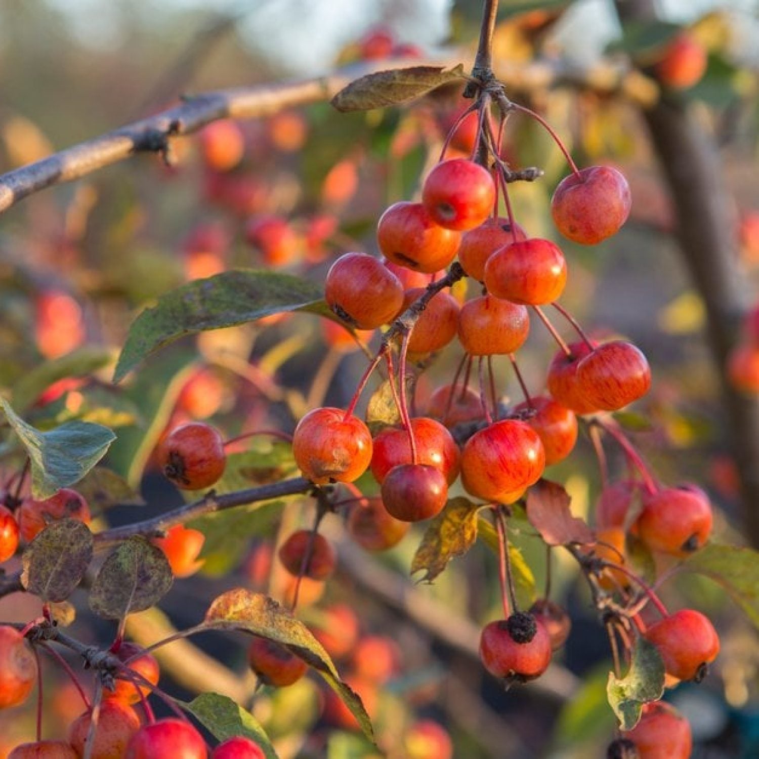 Malus Everest in vaso da 18cm