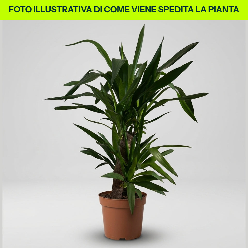 YUCCA VASO 24CM