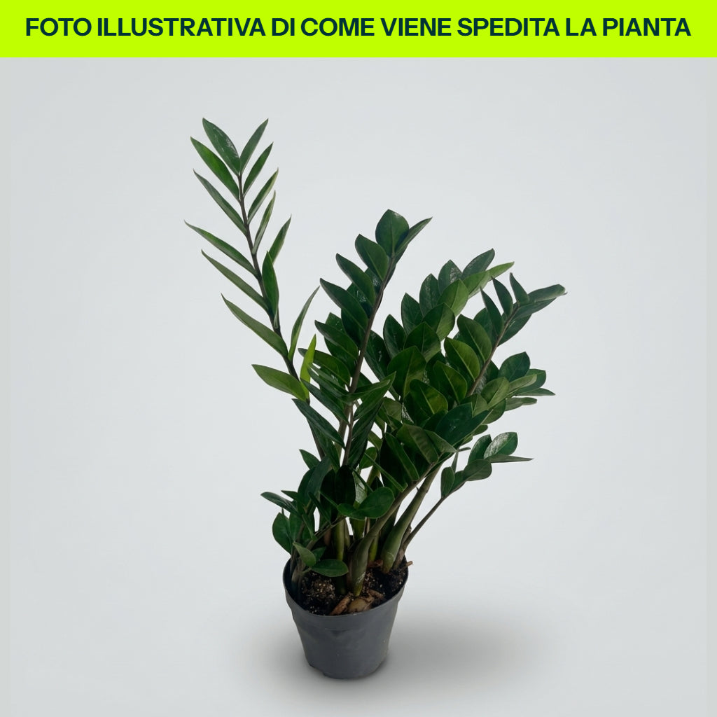 Zamioculcas im 17-cm-Topf