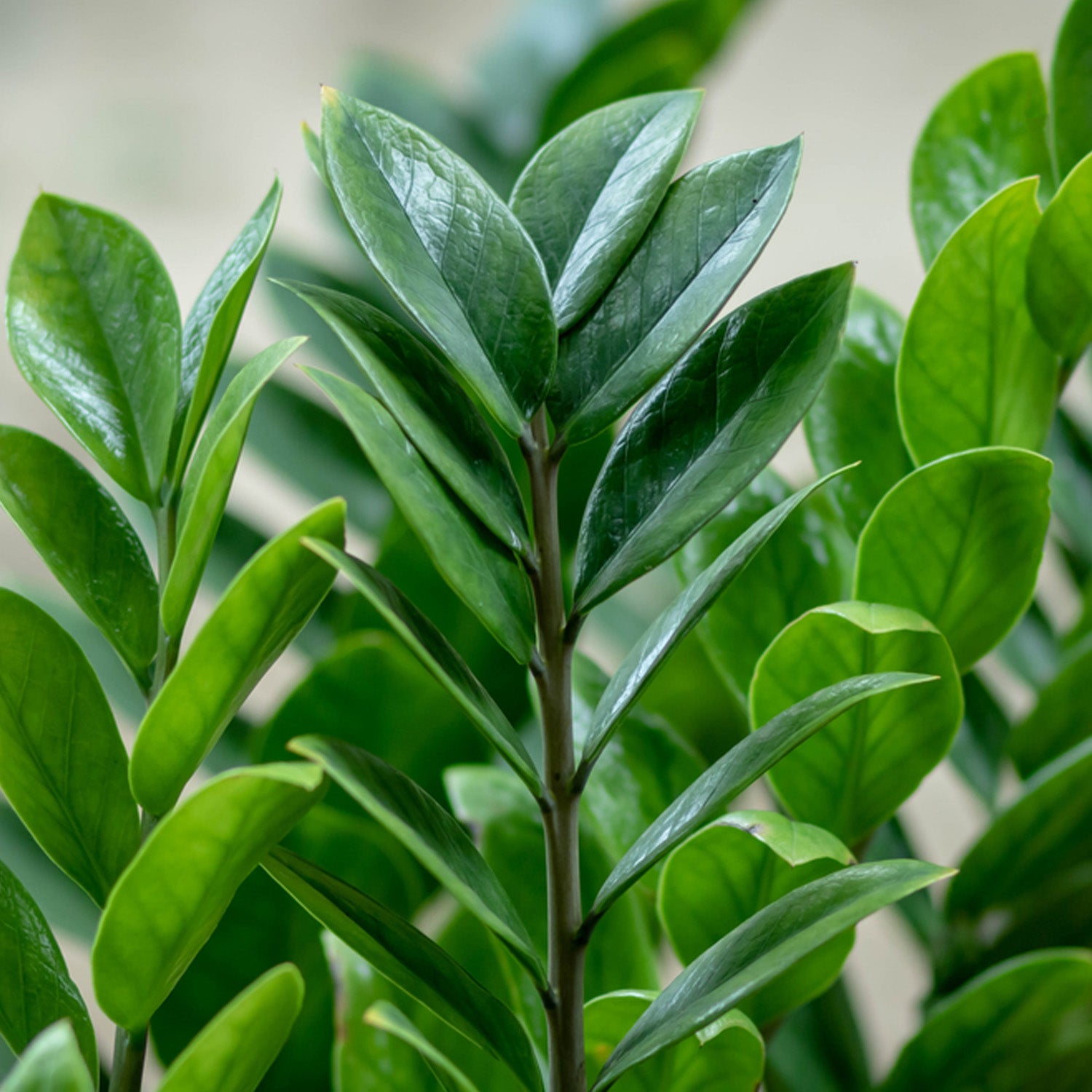 Zamioculcas in Vaso da 12cm
