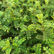 Zanthoxylum Pepe Giapponese in Vaso da 18cm