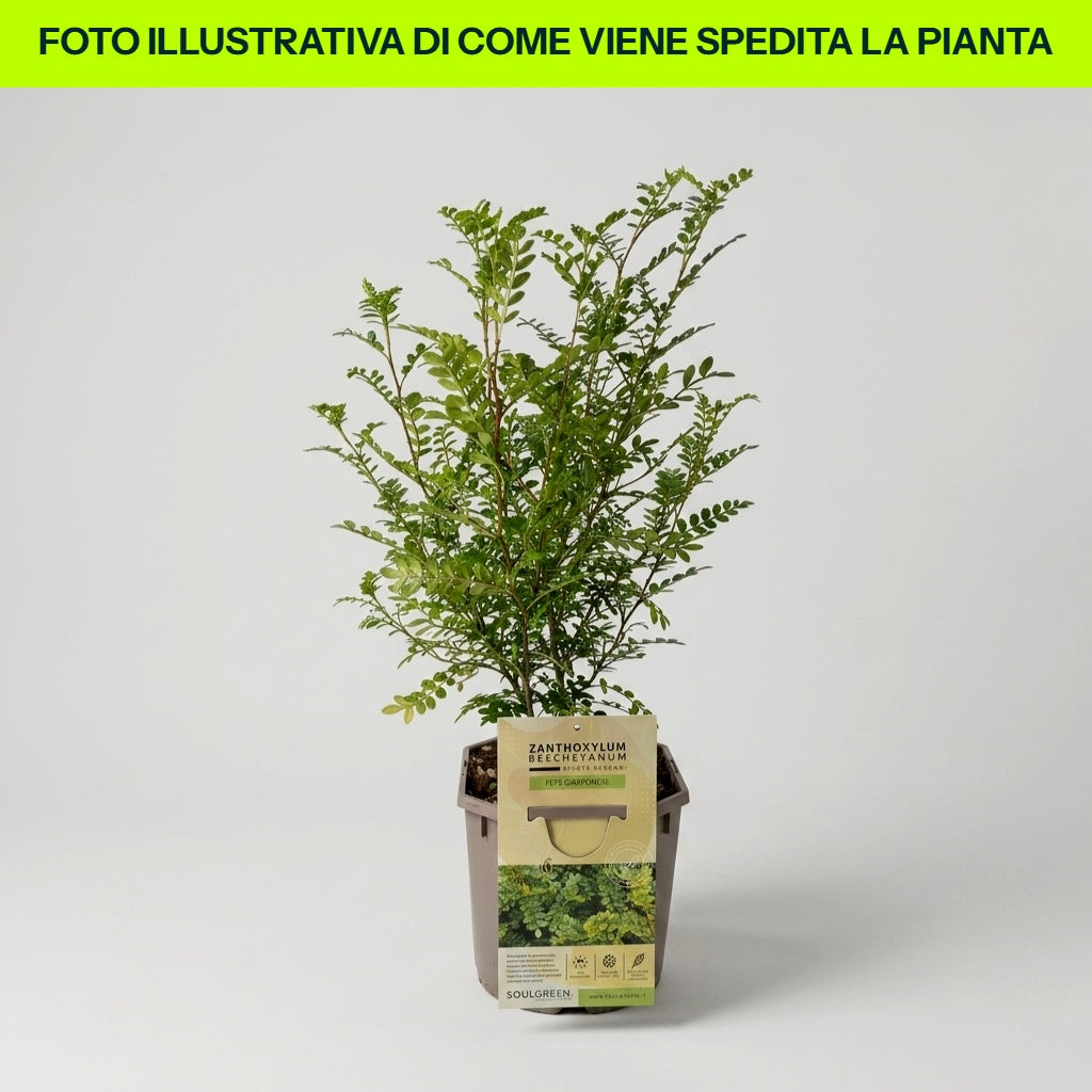 Zanthoxylum Pepe Giapponese in Vaso da 18cm