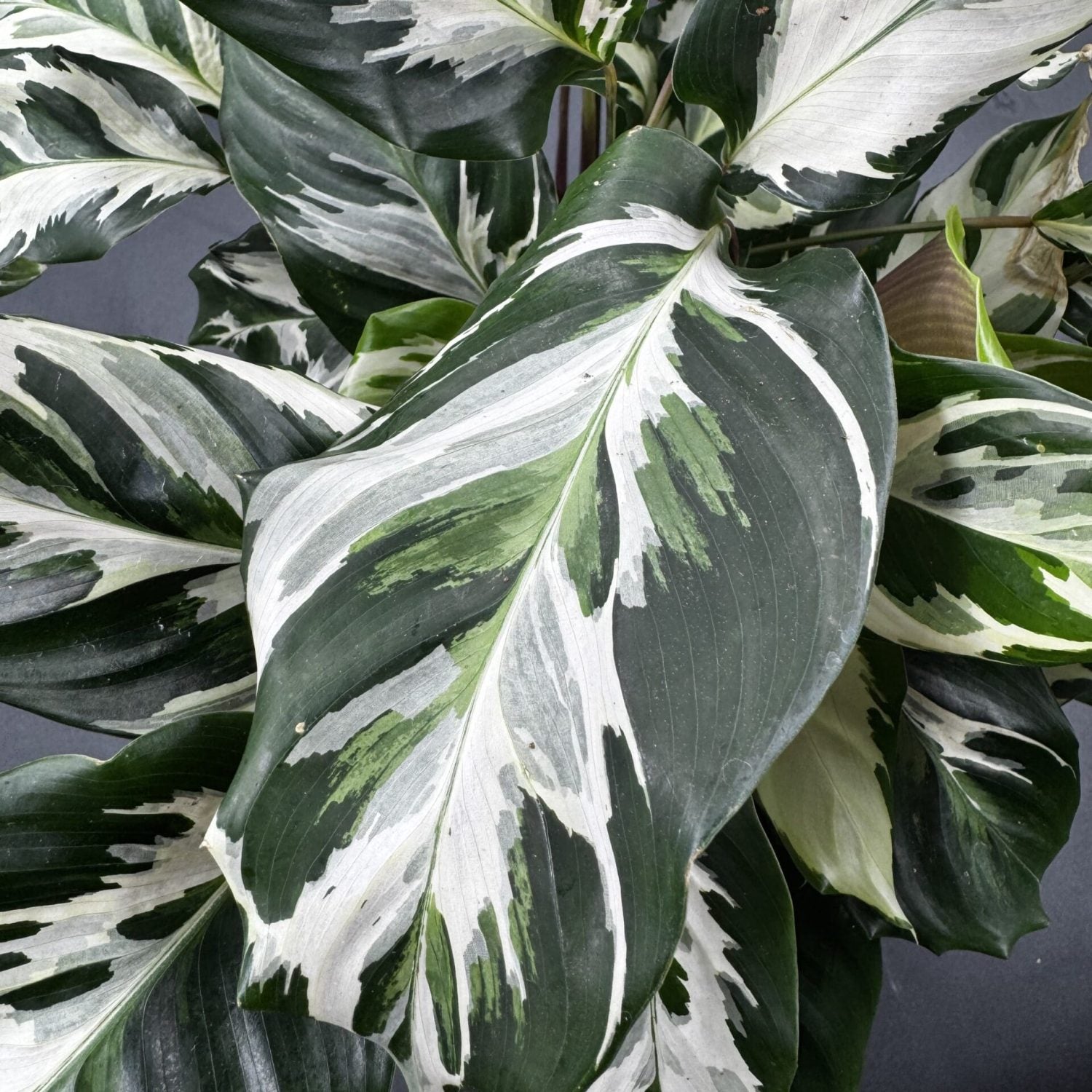 Calathea Stella in vaso da 18cm