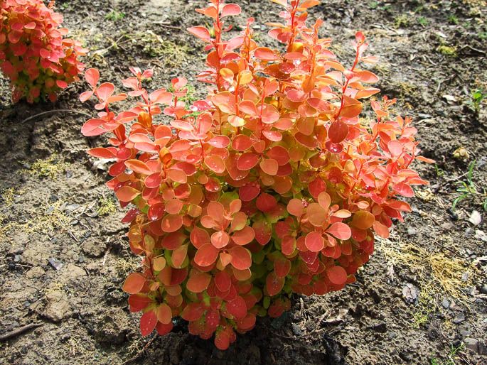 BERBERIS THUNBERGII ORANGE ICE VASO 17CM