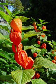 PHYSALIS ALKEKENGI CHINESE LANTERN VASO 13CM