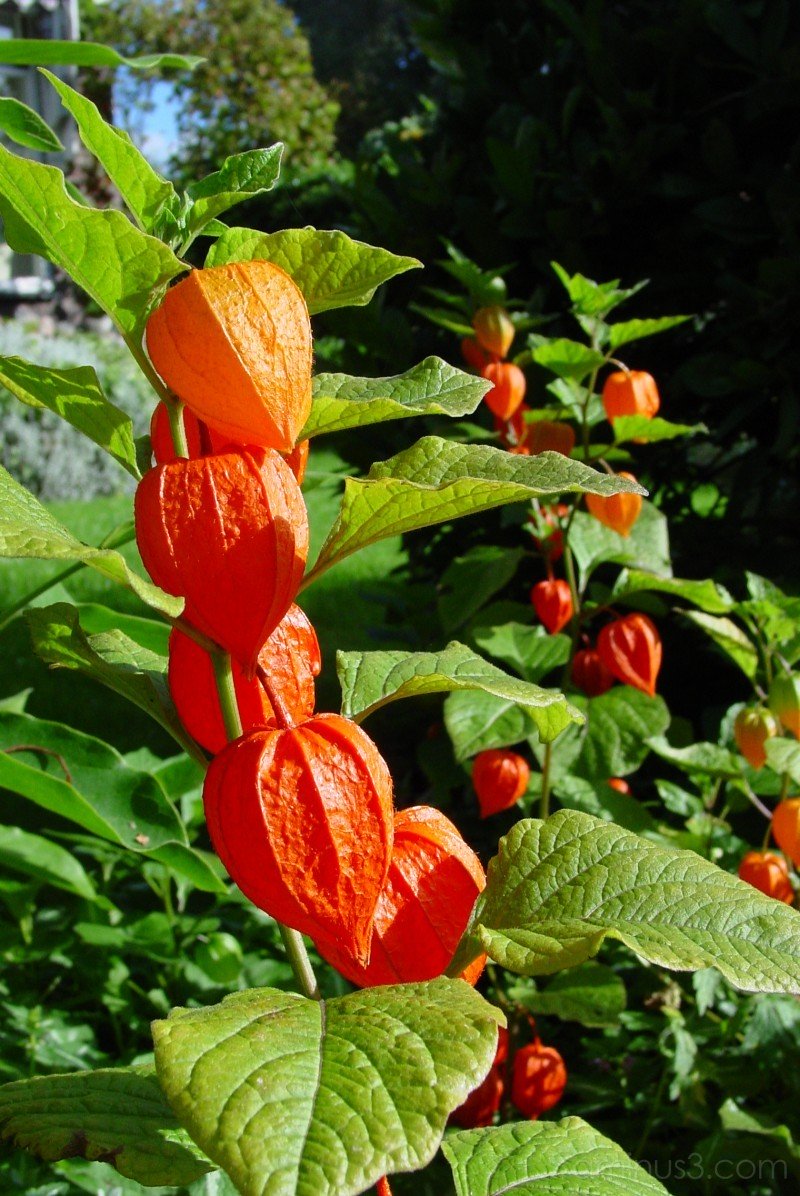 PHYSALIS ALKEKENGI CHINESE LANTERN VASO 13CM