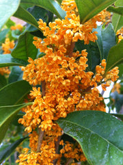 OSMANTHUS FRAGRANS OLEA FRAGRANS ARANCIO VASO 20CM