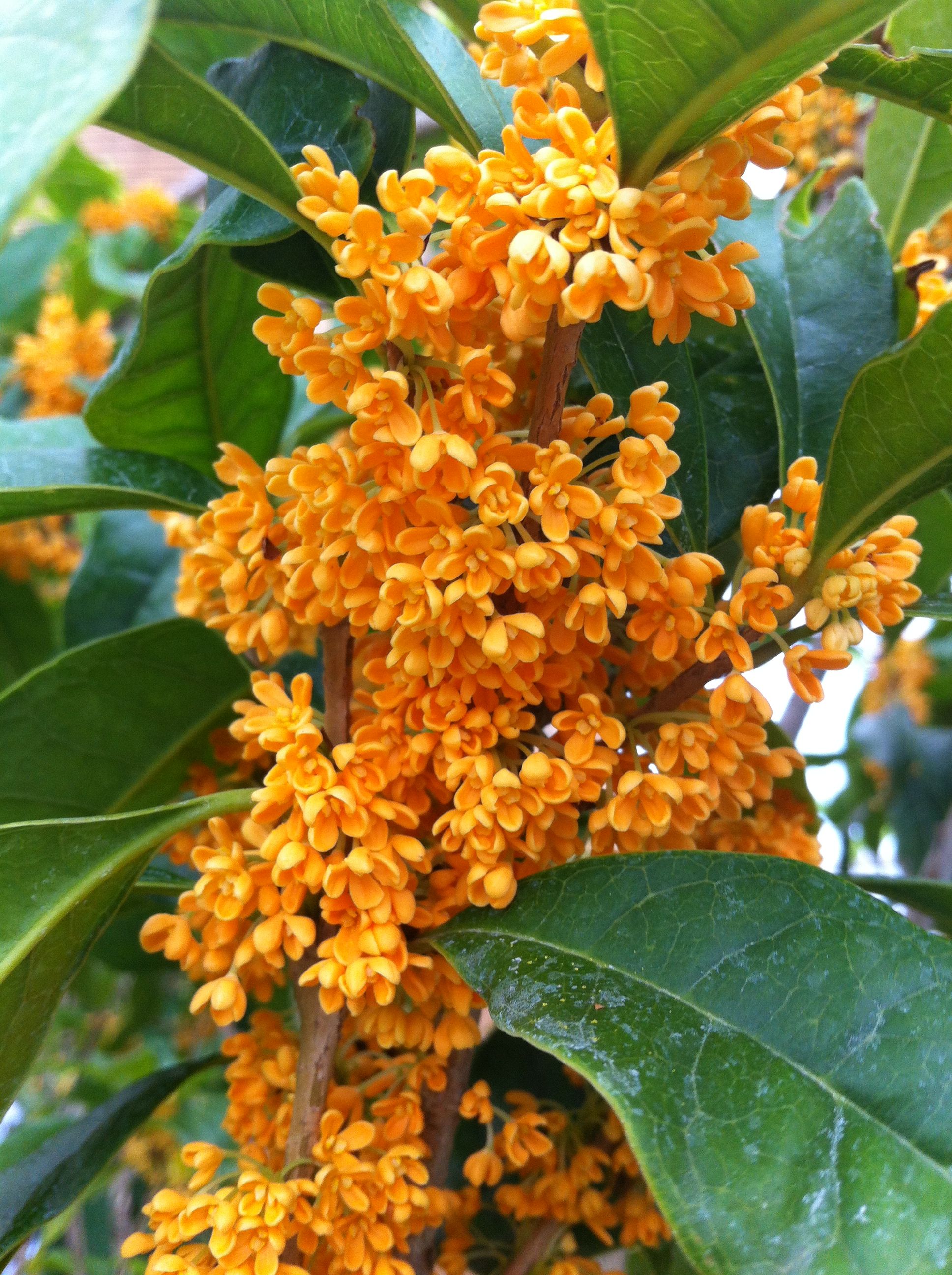 OSMANTHUS FRAGRANS OLEA FRAGRANS ARANCIO VASO 22CM