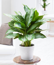 AGLAONEMA SILVER BAY VASO 19CM
