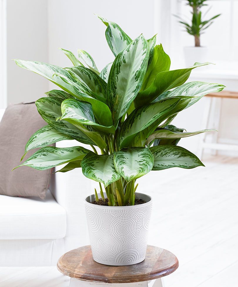 AGLAONEMA SILVER BAY VASO 19CM